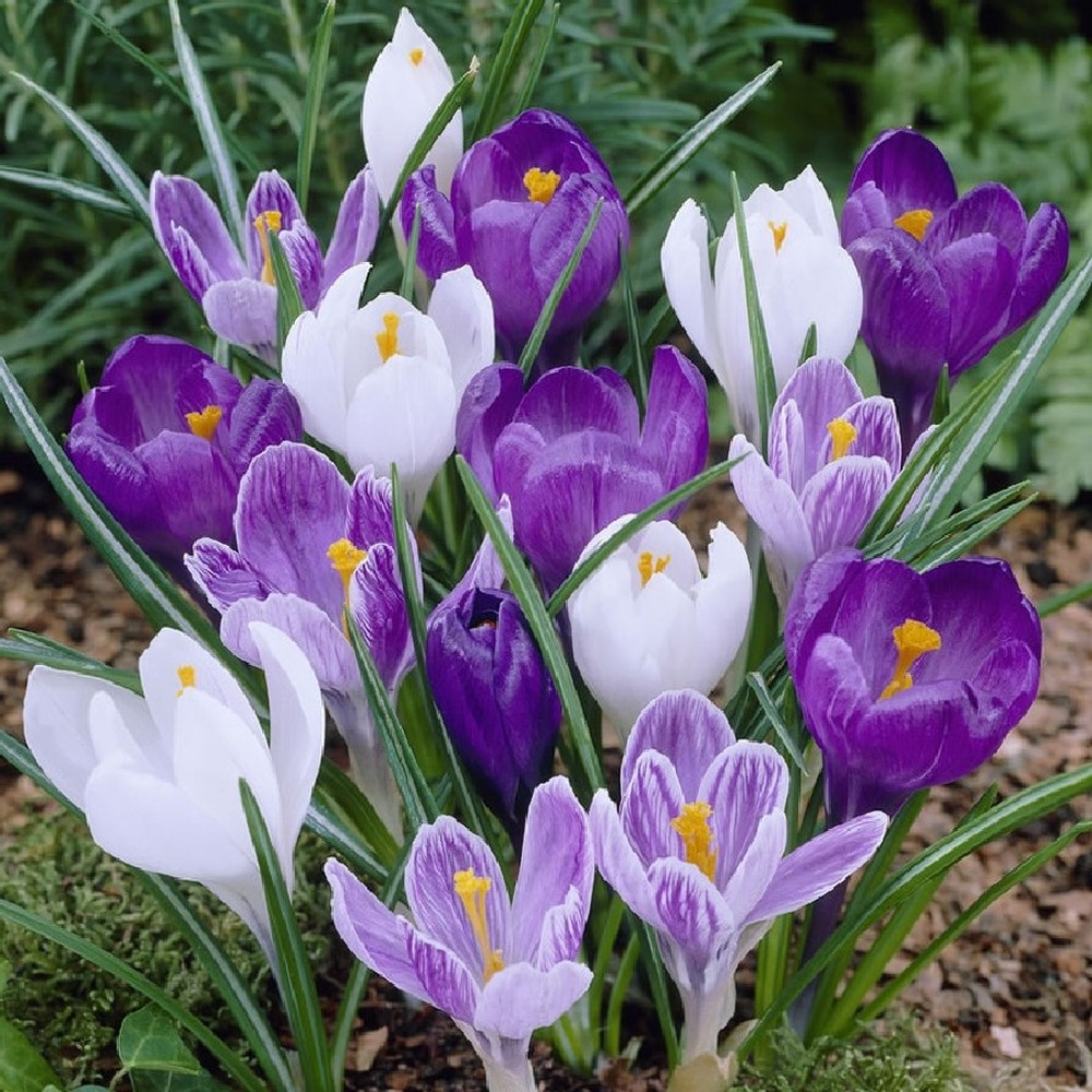 Crocus Bulbs (Large Flowering) - Blue Moon Mix