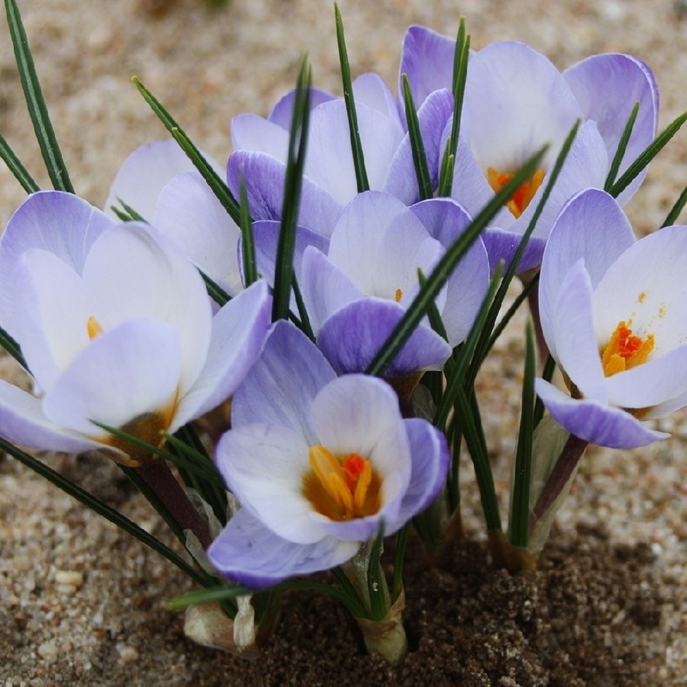 Crocus Bulbs (Specie) - Blue Pearl