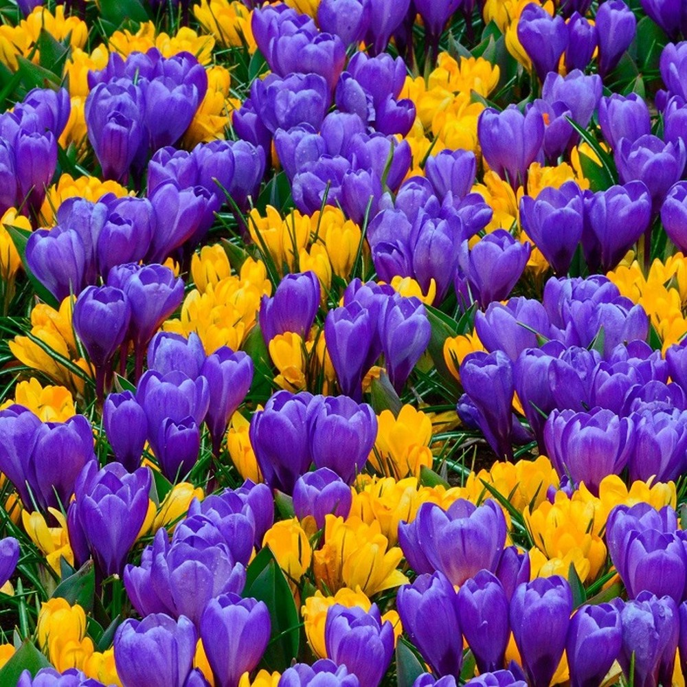 Crocus Bulbs - Blue & Yellow Mix