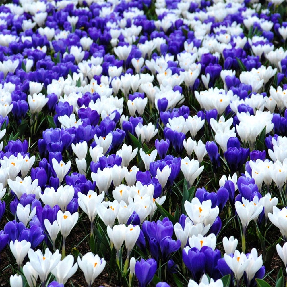 Crocus Bulbs - Purple & White Mix