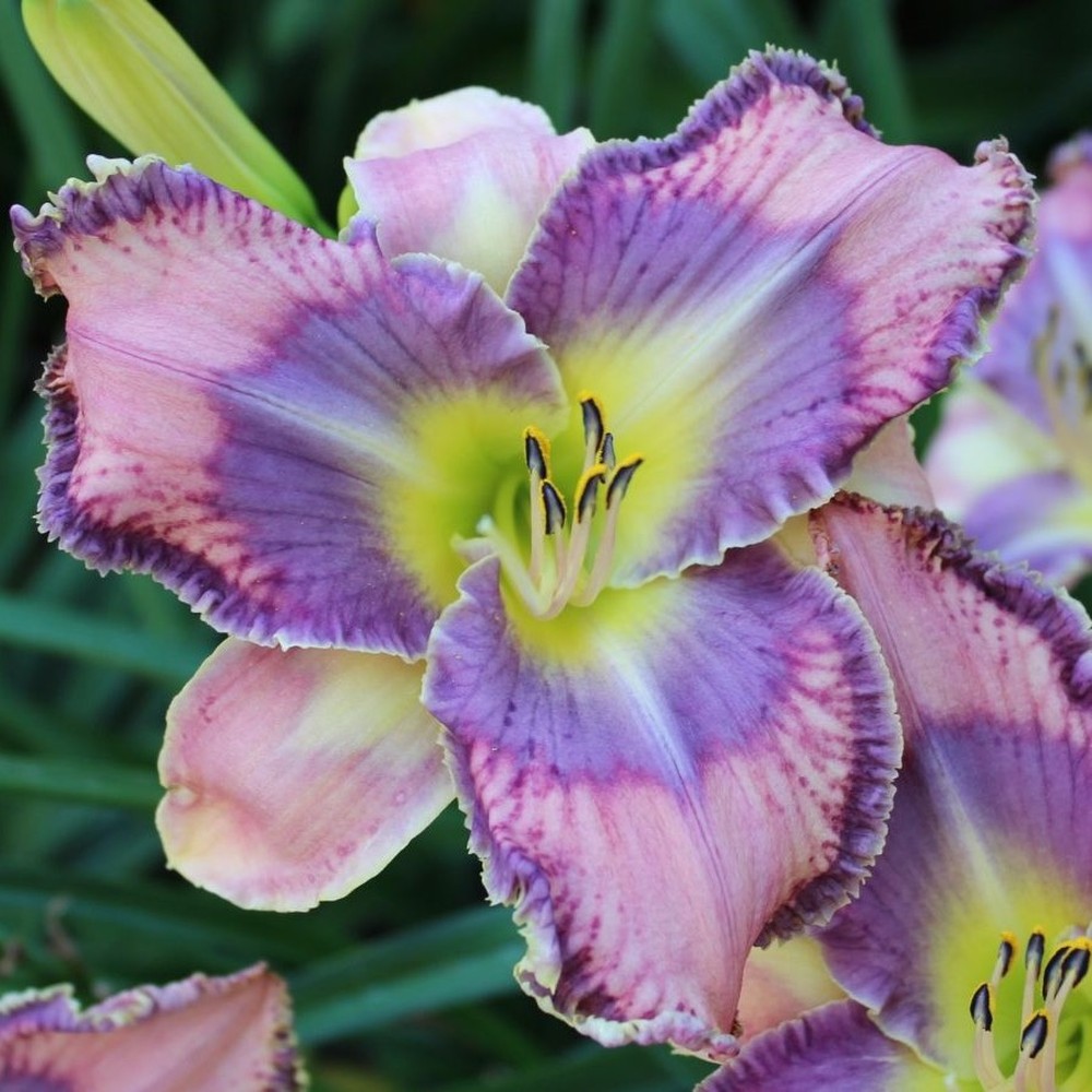 Daylily Roots - Mildred Mitchell