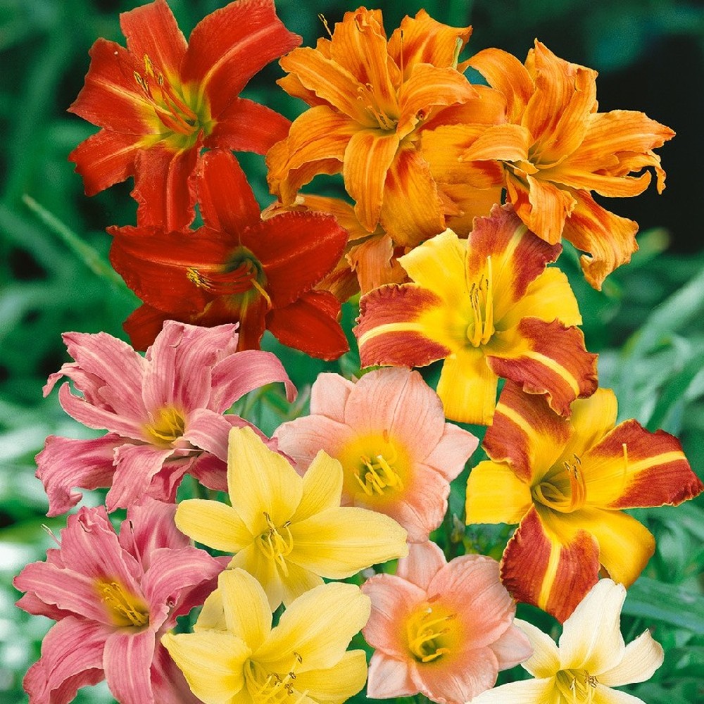 Daylily Roots - Mixed