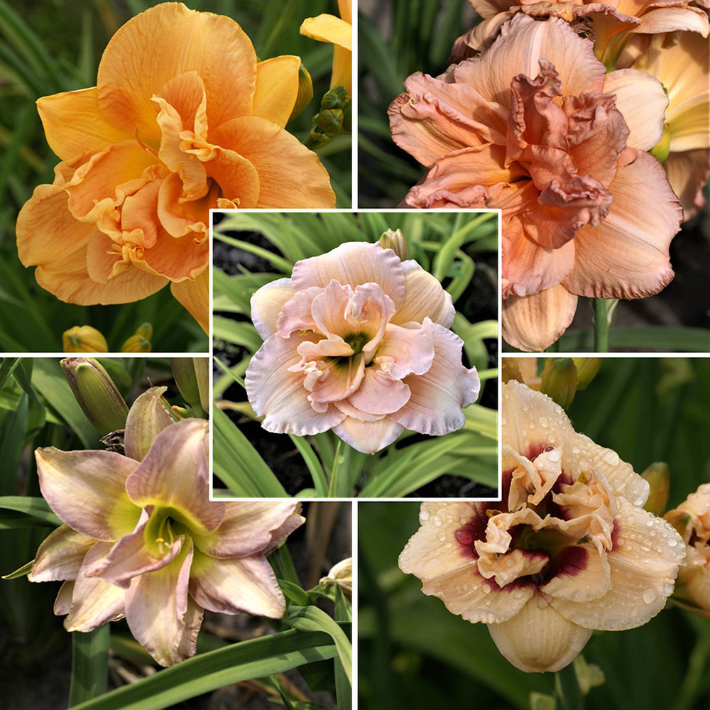 Daylily Roots - Romantic Mix