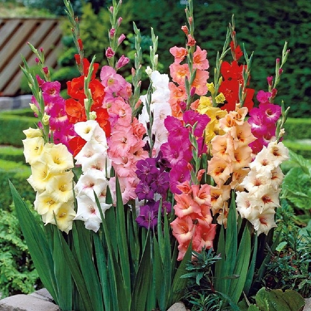 Gladiolus Flower Bulbs - Border Mix