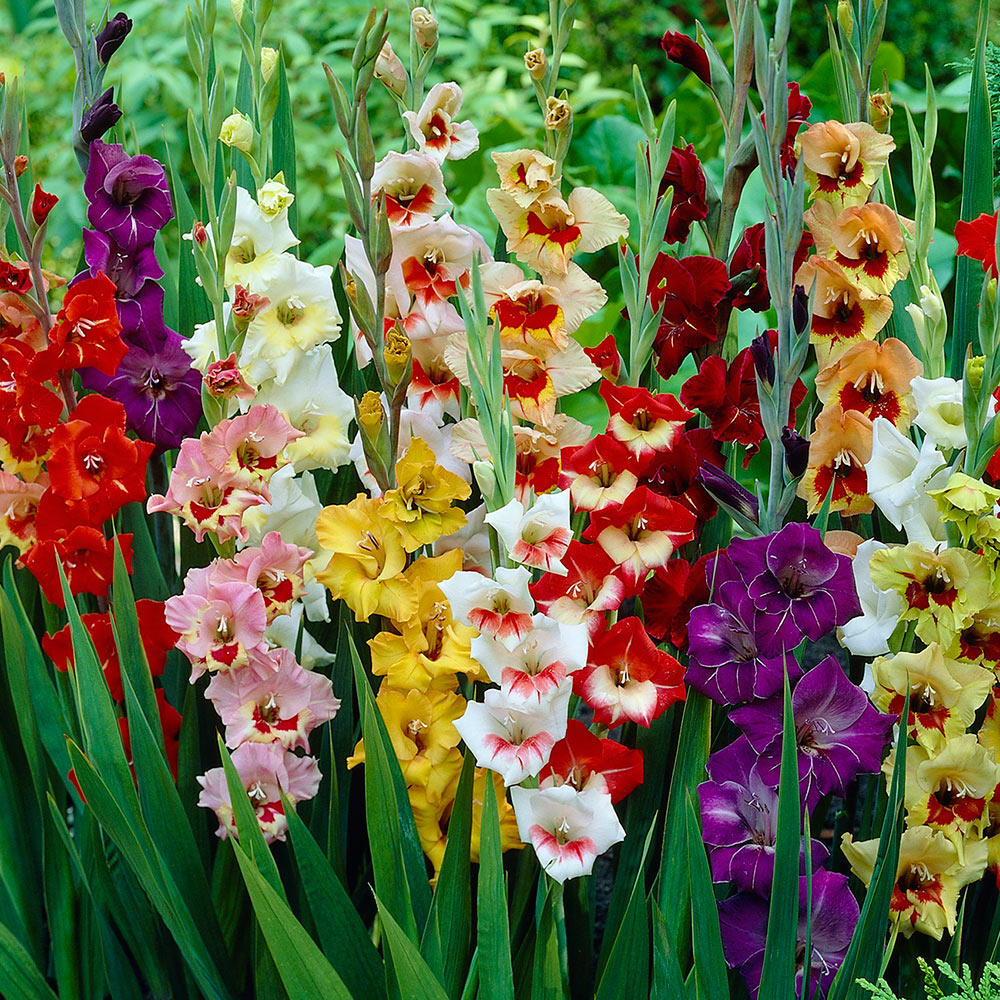 Gladiolus Flower Bulbs - Butterfly Mix