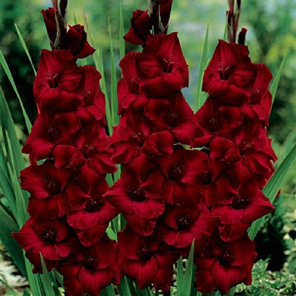 Gladiolus Flower Bulbs - Espresso
