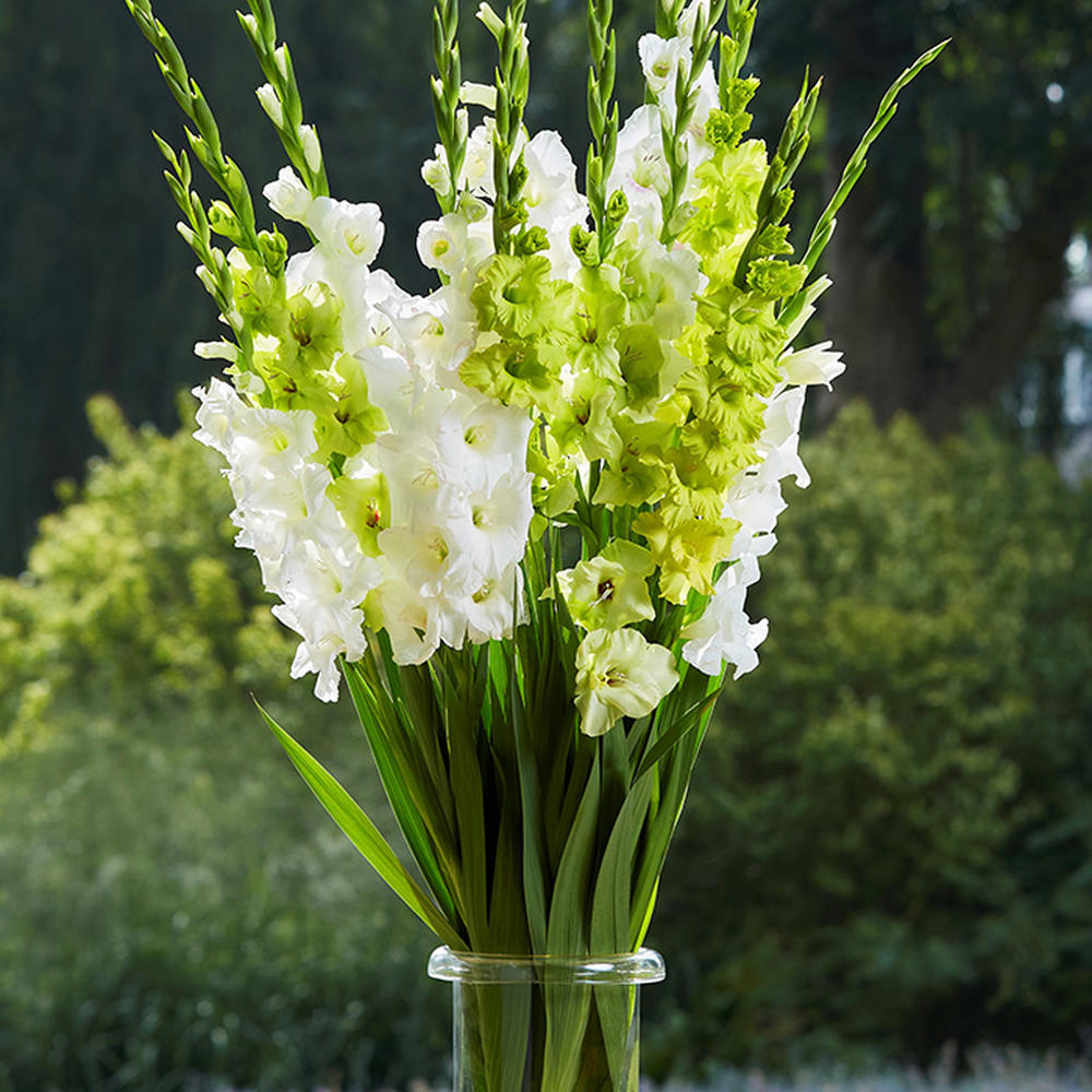 Gladiolus Flower Bulbs - Green & White Mix