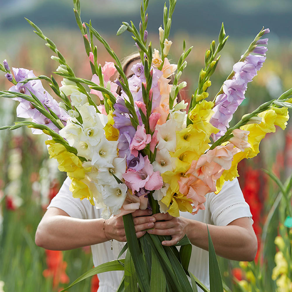 Gladiolus Flower Bulbs - Monets Garden Mix