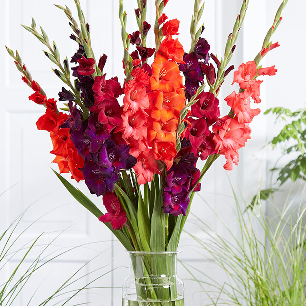 Gladiolus Flower Bulbs - Passion Mix