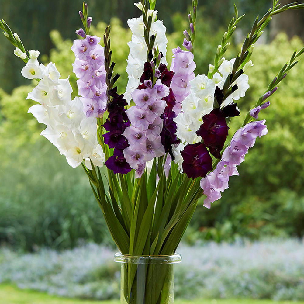Gladiolus Flower Bulbs - Purple Feather Mix