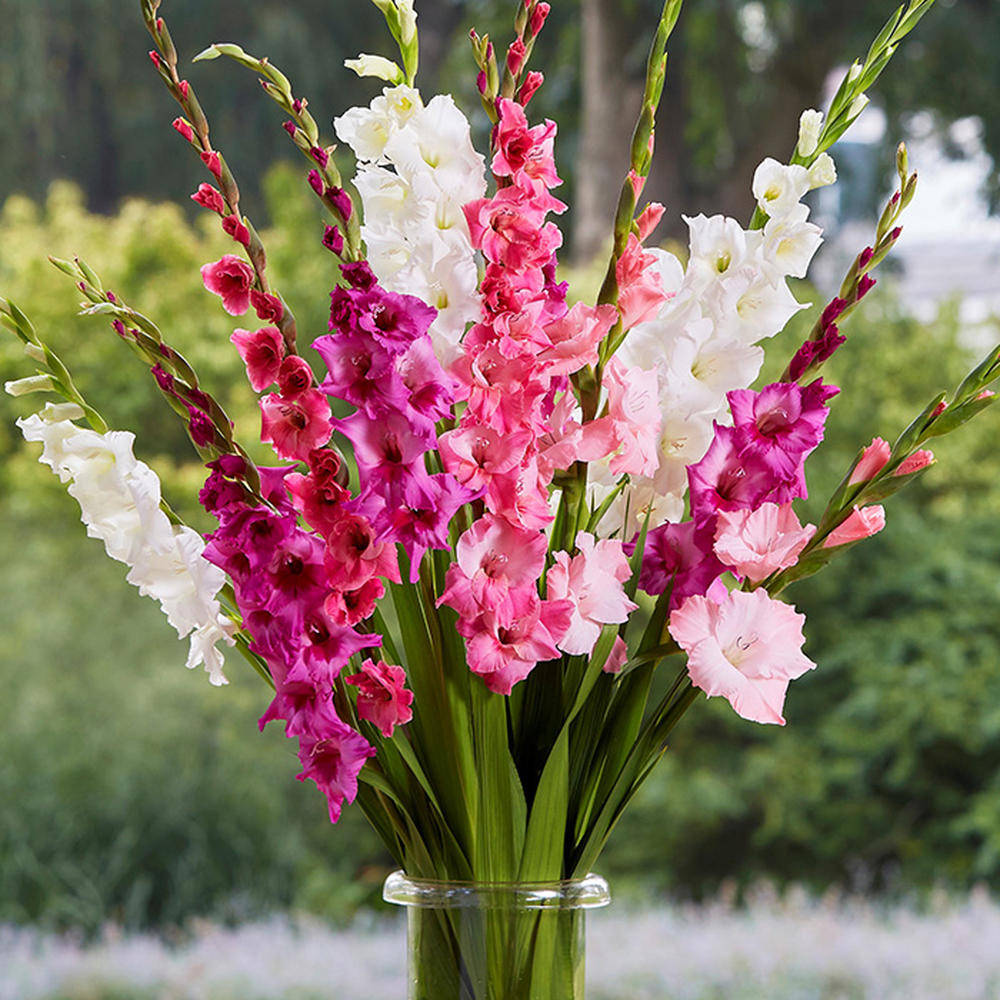 Gladiolus Flower Bulbs - Romantic Mix