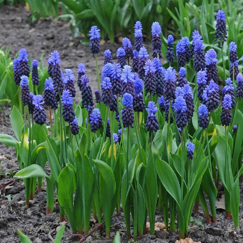 Grape Hyacinth Bulbs (Muscari) - Latifolium