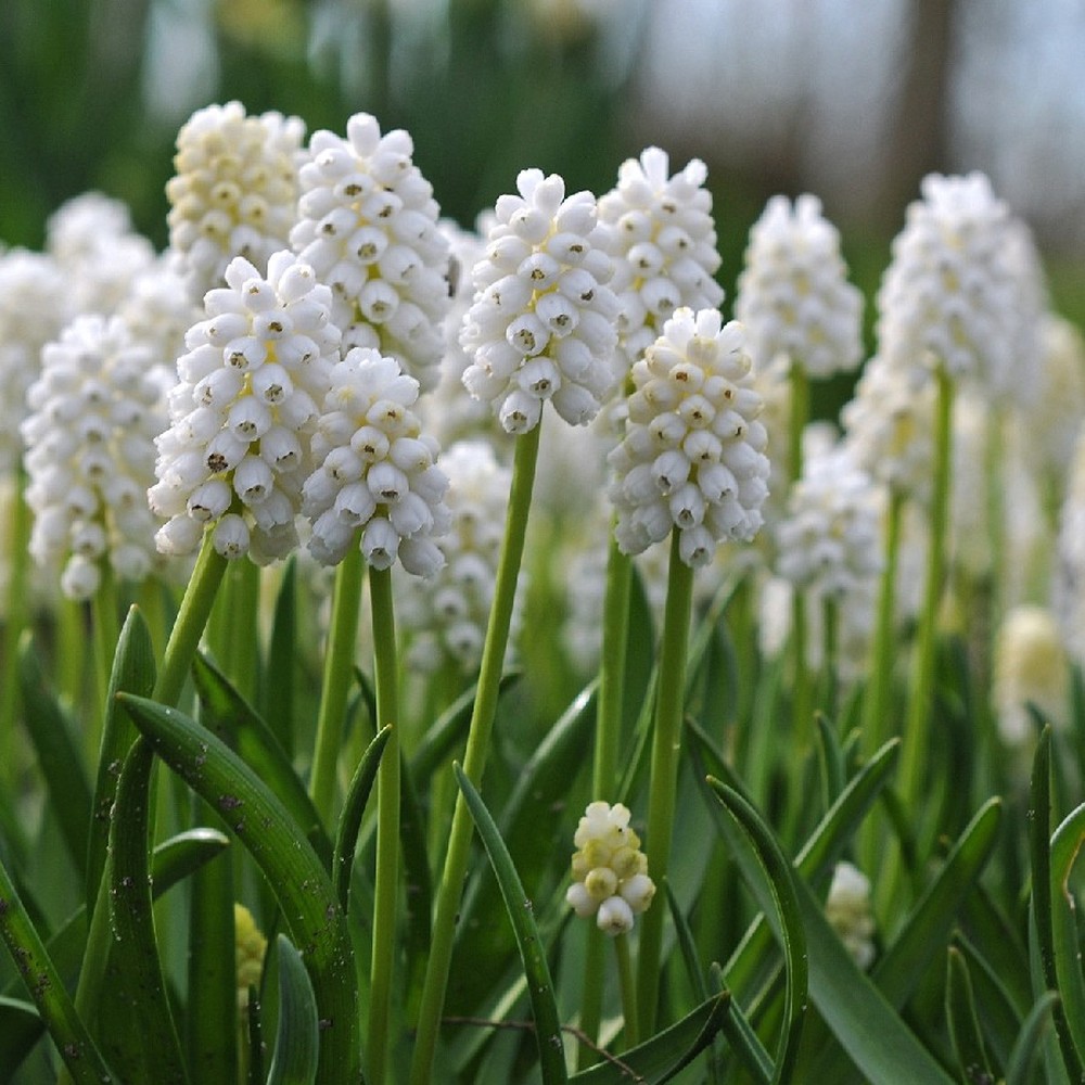 Grape Hyacinth Bulbs (Muscari) - White Magic
