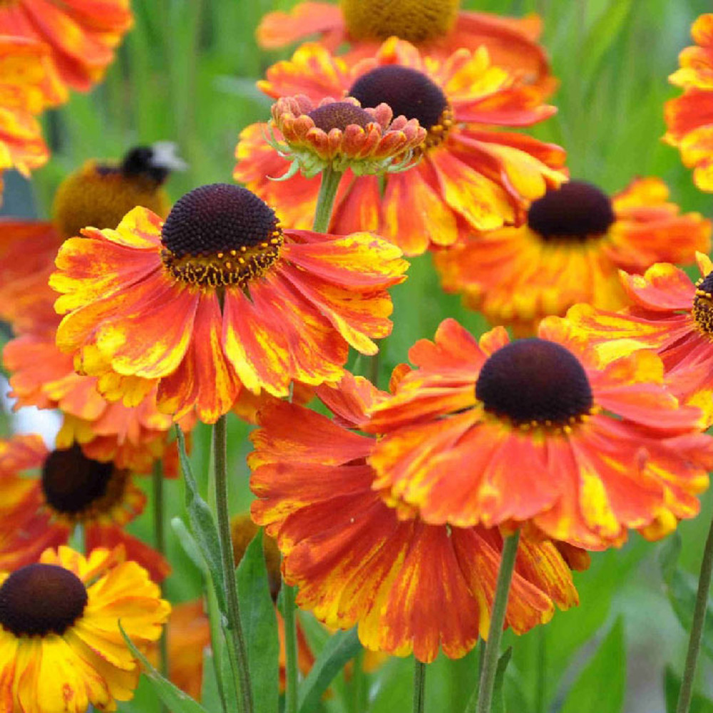 Helenium - Moerheim Beauty