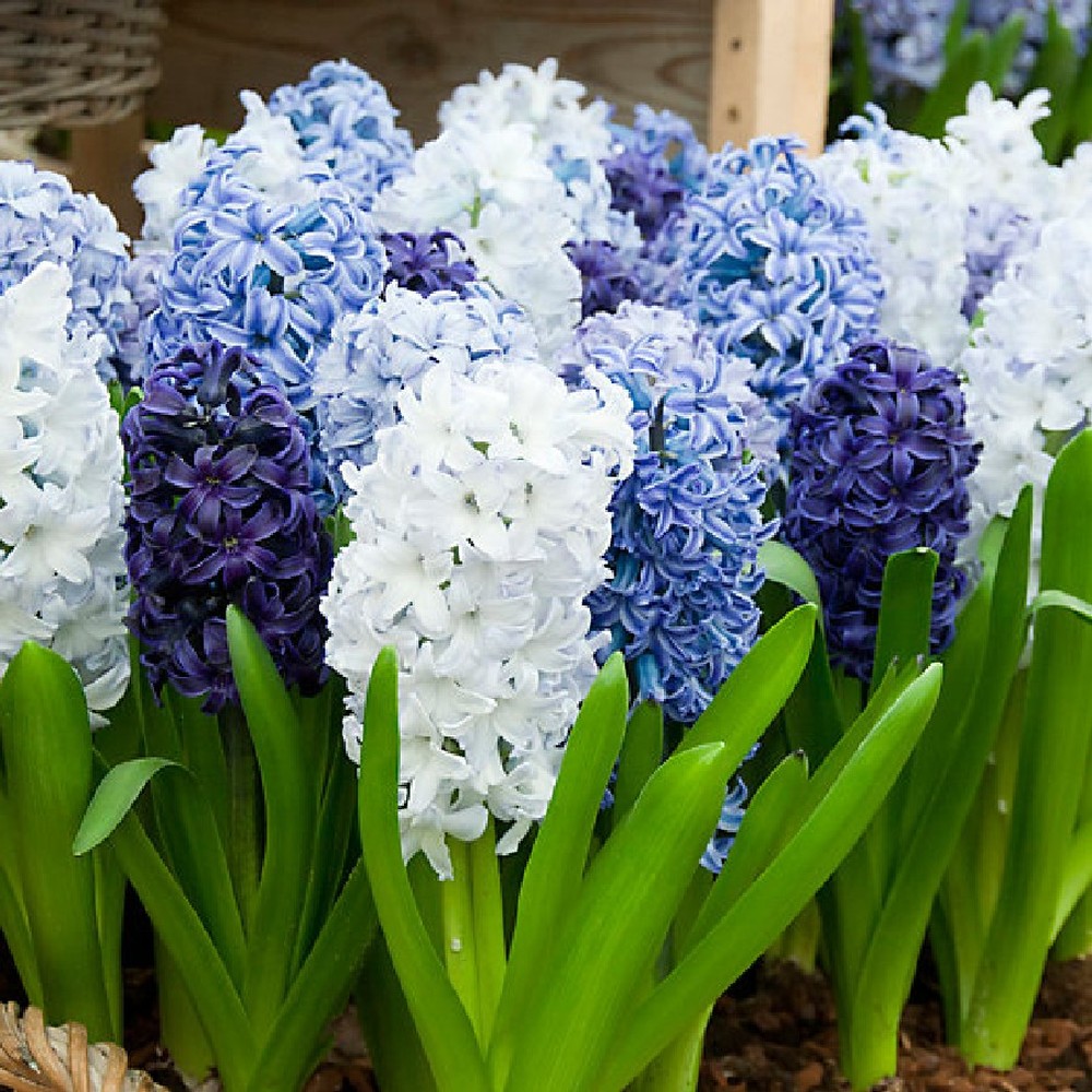 Hyacinth Bulbs - Blue Mix