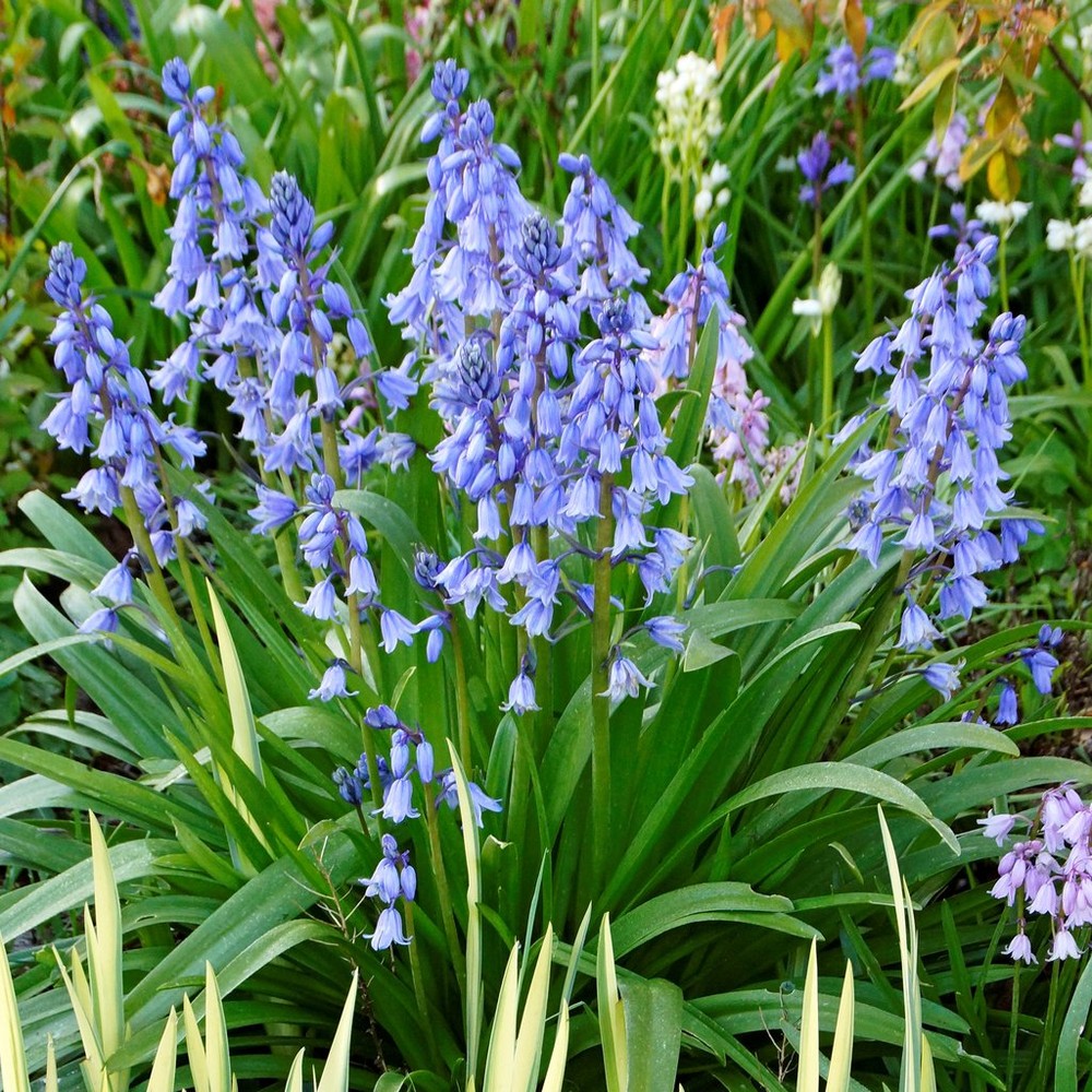 Hyacinth Bulbs - Blue Wood Hyacinth