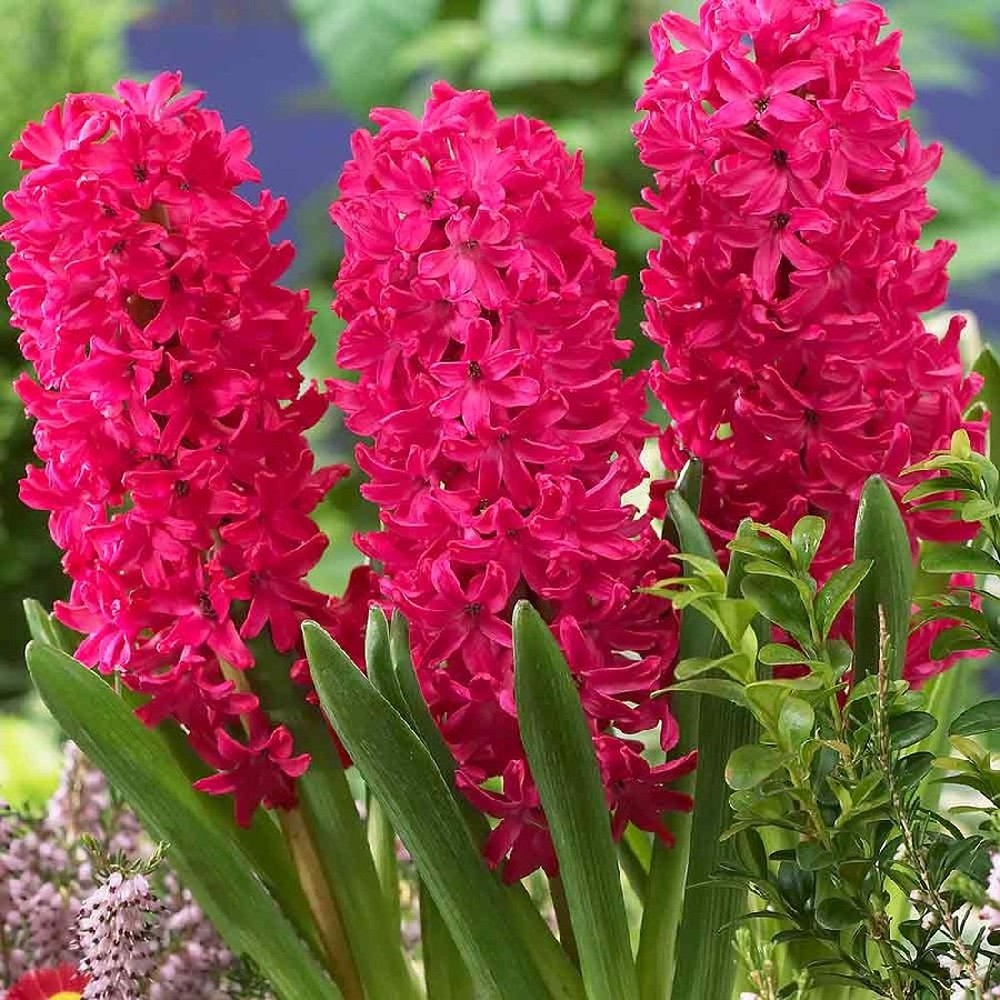 Hyacinth Bulbs - Jan Bos