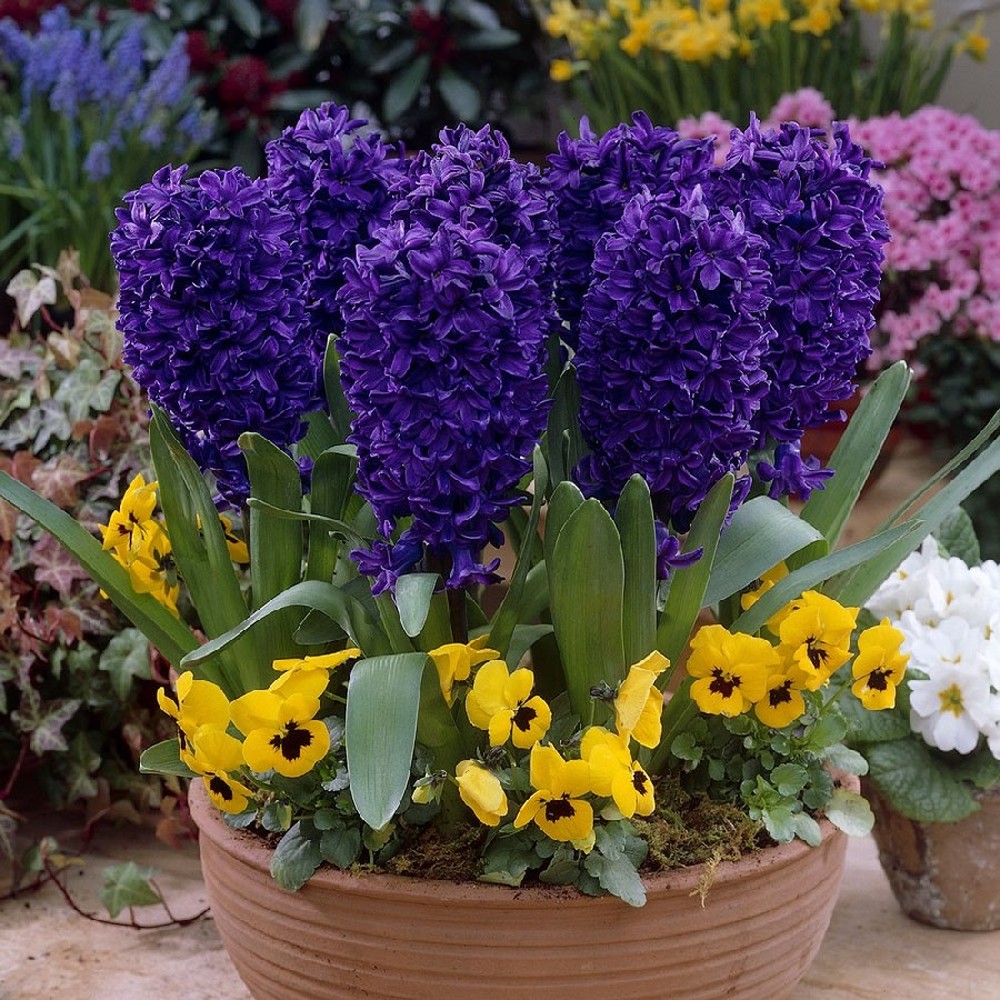Hyacinth Bulbs - Peter Stuyvesant