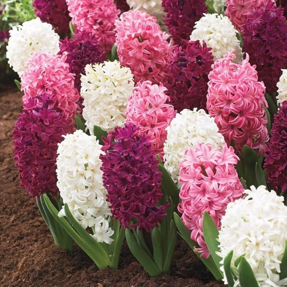 Hyacinth Bulbs - Pink Mix