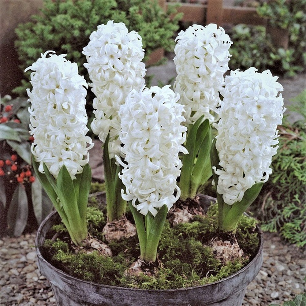 Hyacinth Bulbs - White