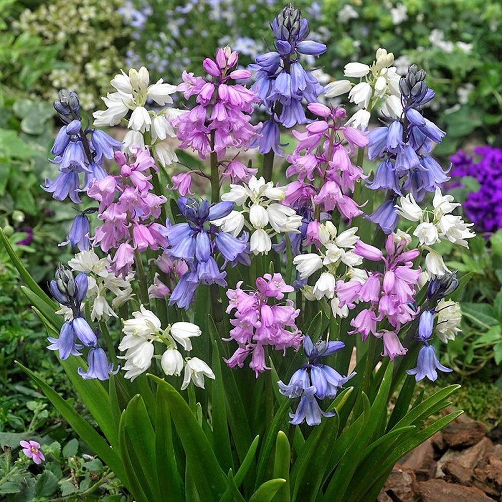 Hyacinth Bulbs - Wood Hyacinth Mix
