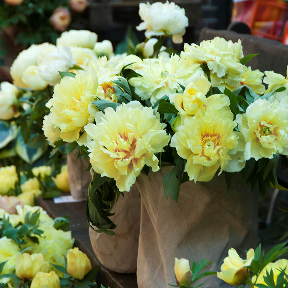 Itoh Peony Roots (Fall-Planted) - Bartzella