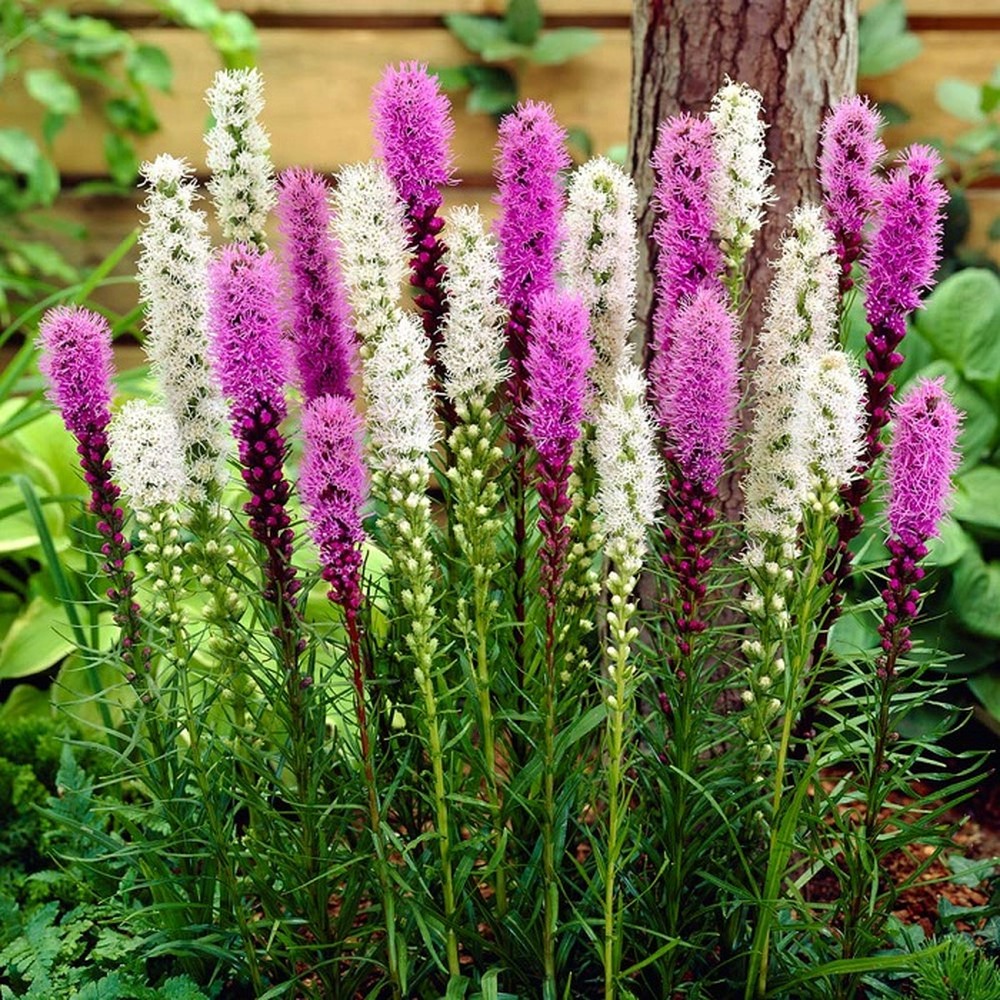 Liatris spicata/Blazing Star - Blue & White Mix
