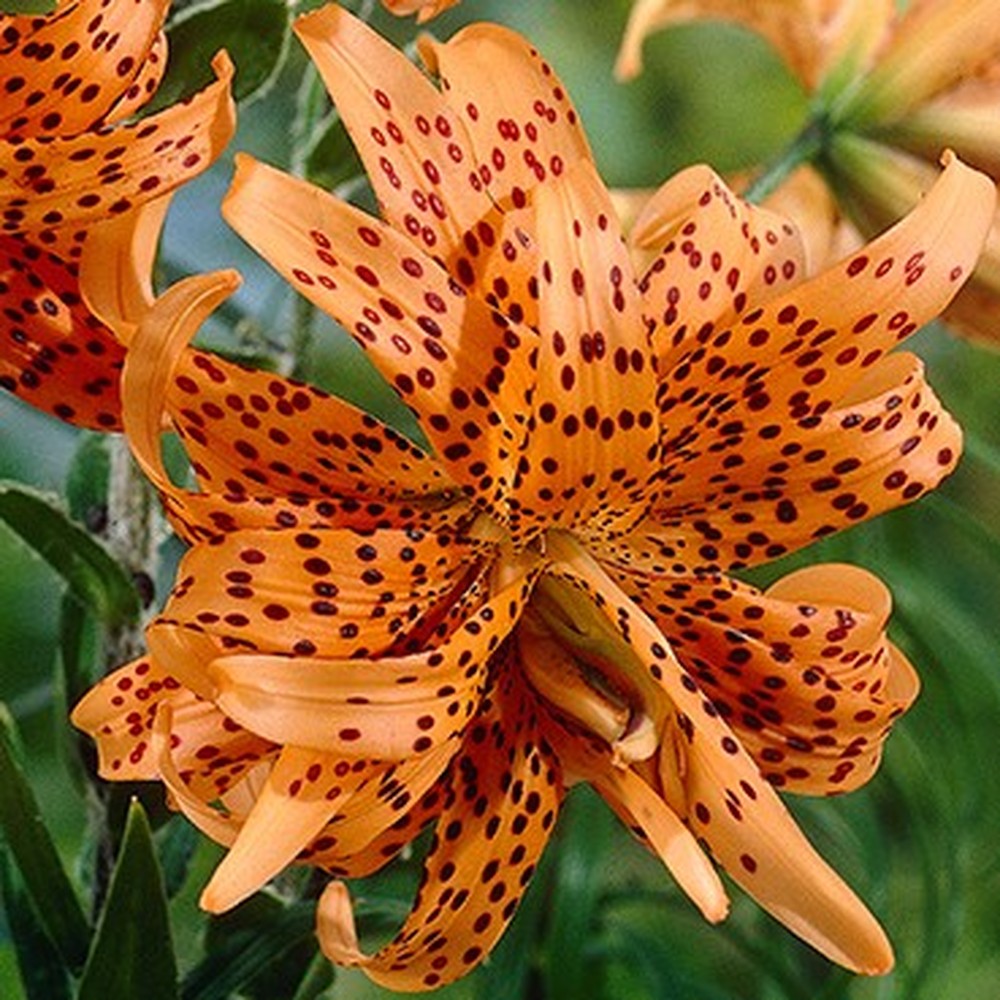 Lily Bulbs (Fall-Planted) - Double Tiger Lily