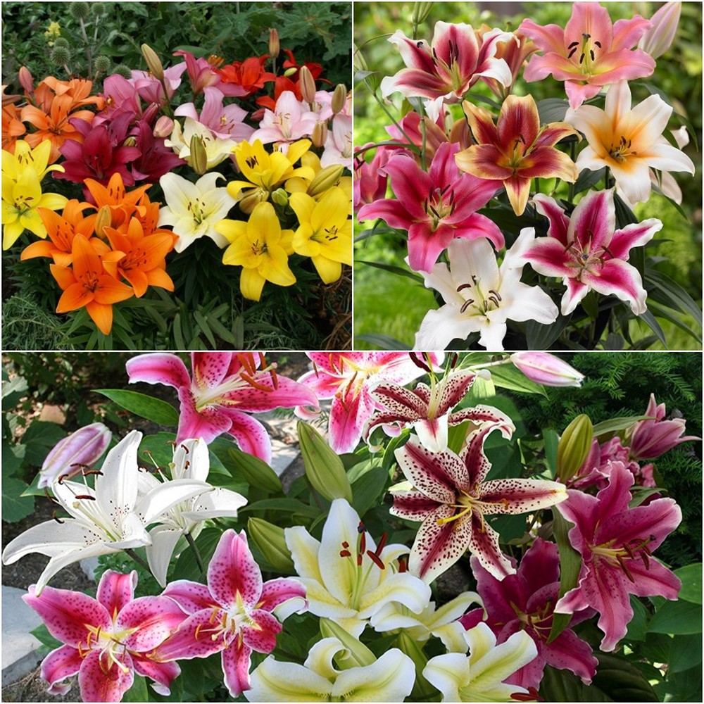Lily Bulbs (Fall-Planted) - Landscaper Mix