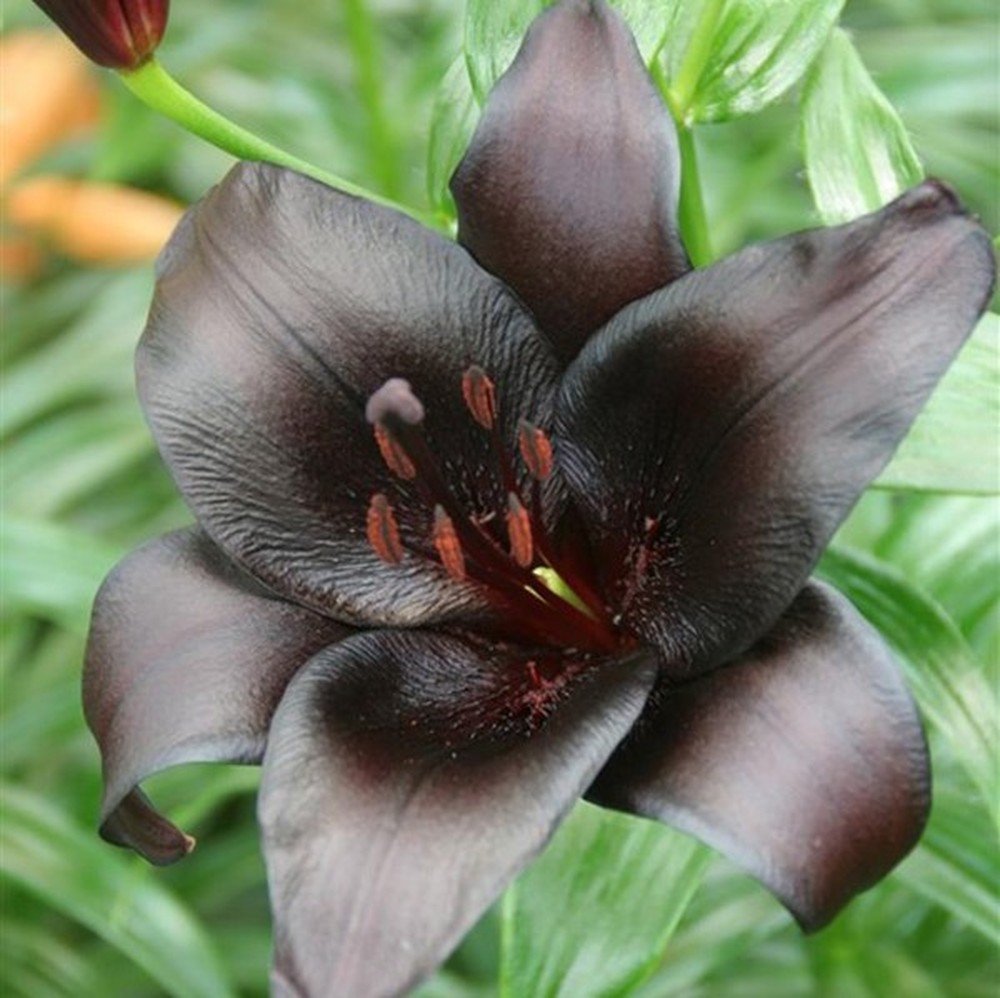 Lily Bulbs (Fall-Planted) - Night Rider