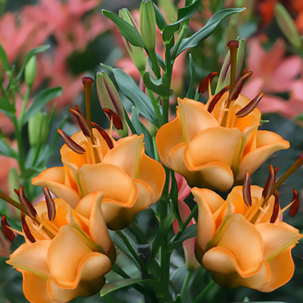 Lily Bulbs (Spring-Planted) - Apricot Fudge