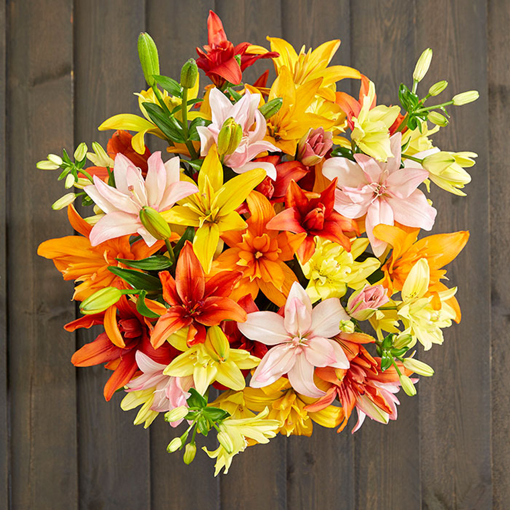 Lily Bulbs (Spring-Planted) - Asiatic Double Mix