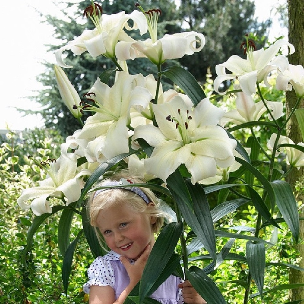 Lily Bulbs (Spring-Planted) - Giant OT Zambesi