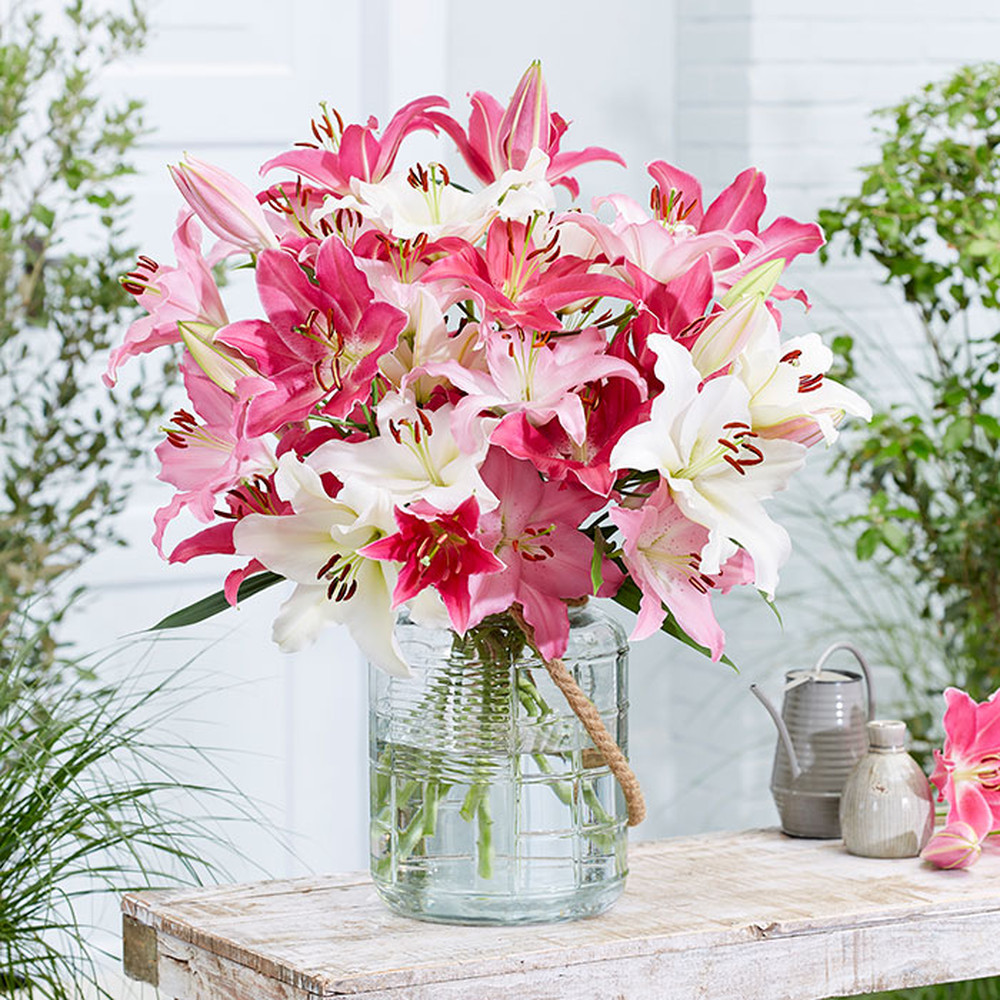 Lily Bulbs (Spring-Planted) - Oriental Pastel Mix