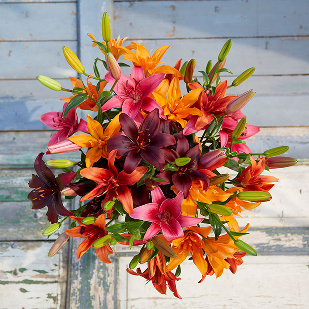 Lily Bulbs (Spring-Planted) - Passion Mix