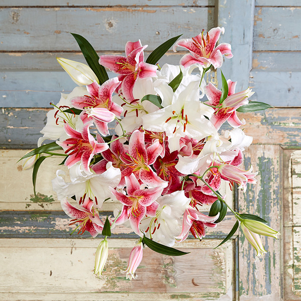 Lily Bulbs (Spring-Planted) - Stargazer & Casablanca Mix