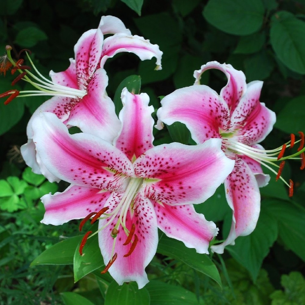 Oriental Lily Bulbs (Fall-Planted) - Stargazer
