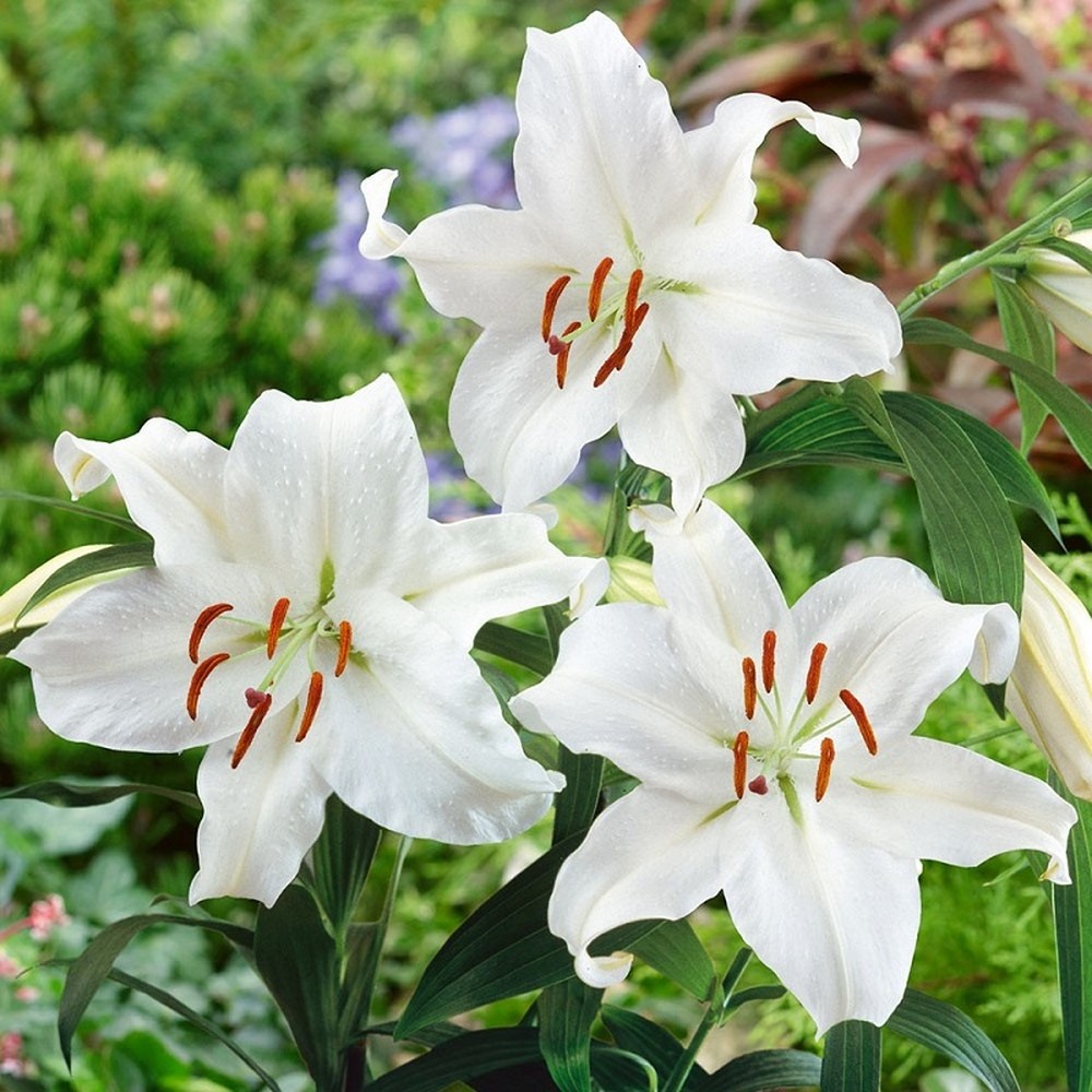 Oriental Lily Bulbs (Spring-Planted) - Casablanca