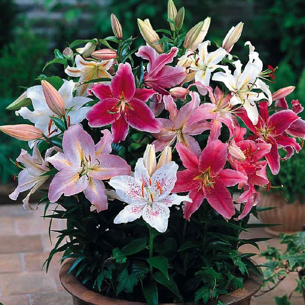 Oriental Lily Bulbs (Spring-Planted) - Dwarf Mix