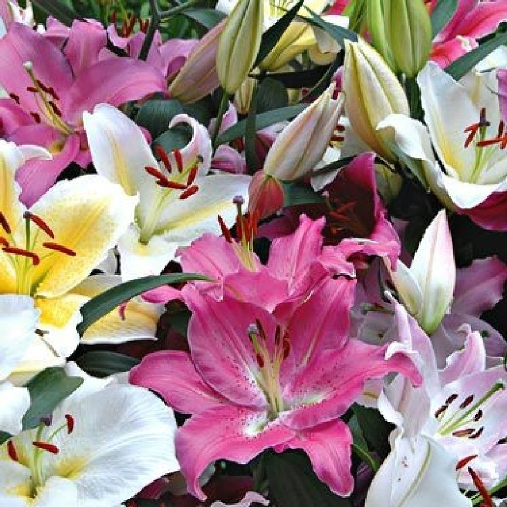 Oriental Lily Bulbs (Spring-Planted) - Fragrant Mix