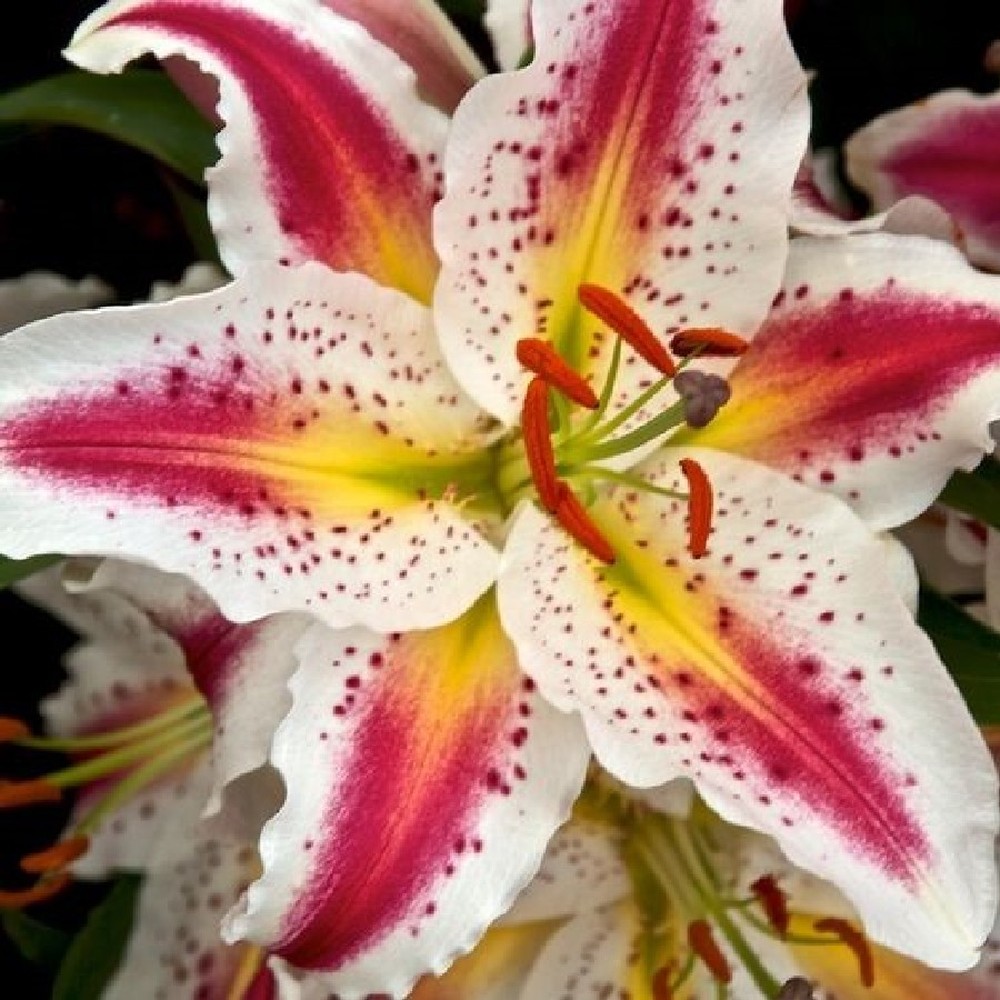 Oriental Lily Bulbs (Spring-Planted) - Playtime