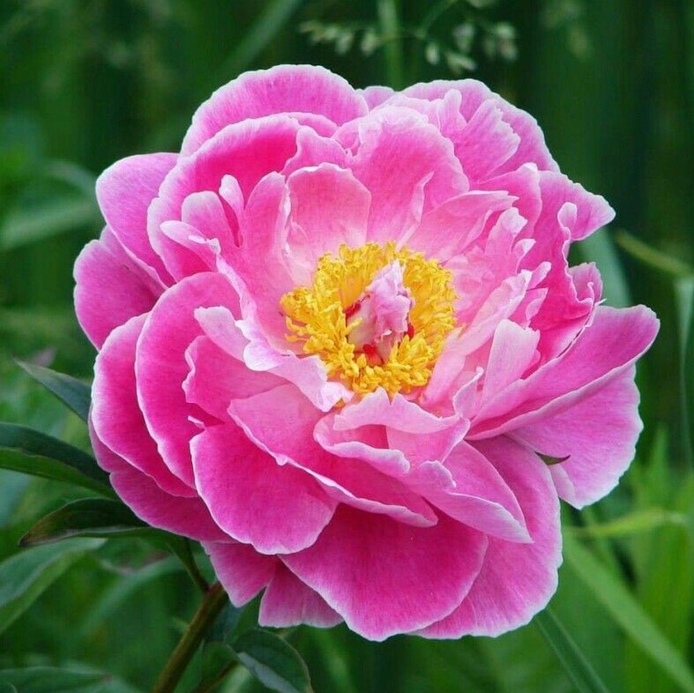 Peony Roots (Fall-Planted) - Auguste Dessert