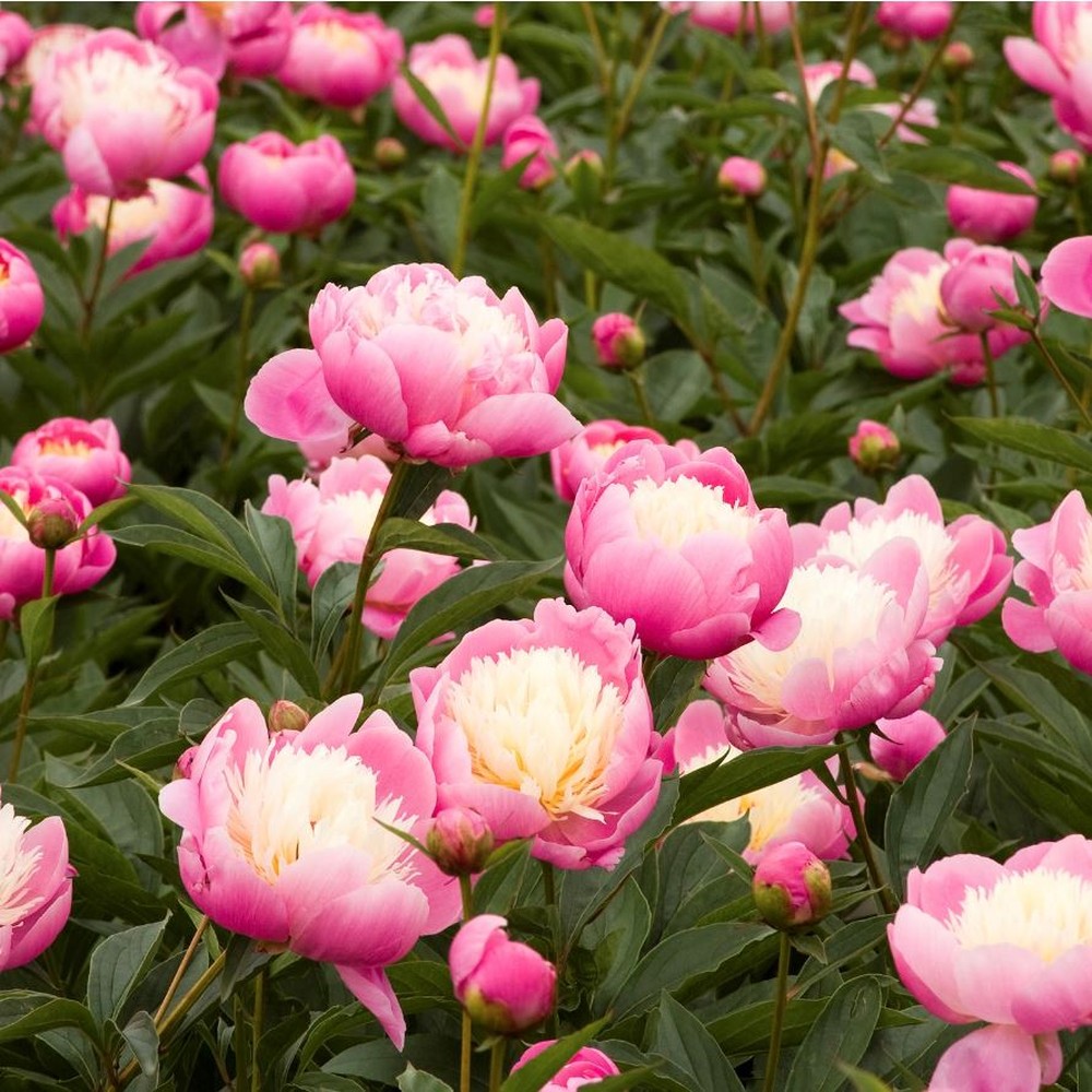 Peony Roots (Fall-Planted) - Bowl of Beauty