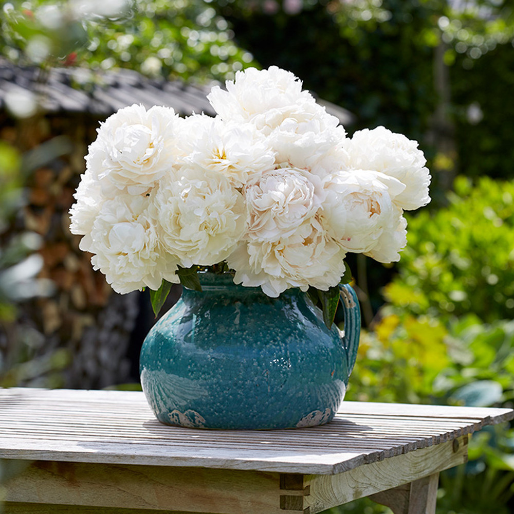 Peony Roots (Fall-Planted) - Bowl of Cream