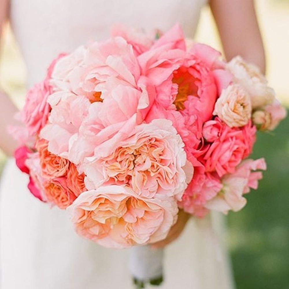 Peony Roots (Fall-Planted) - Bridal Bouquet