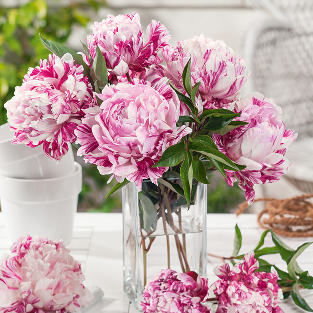Peony Roots (Fall-Planted) - Candy Stripe