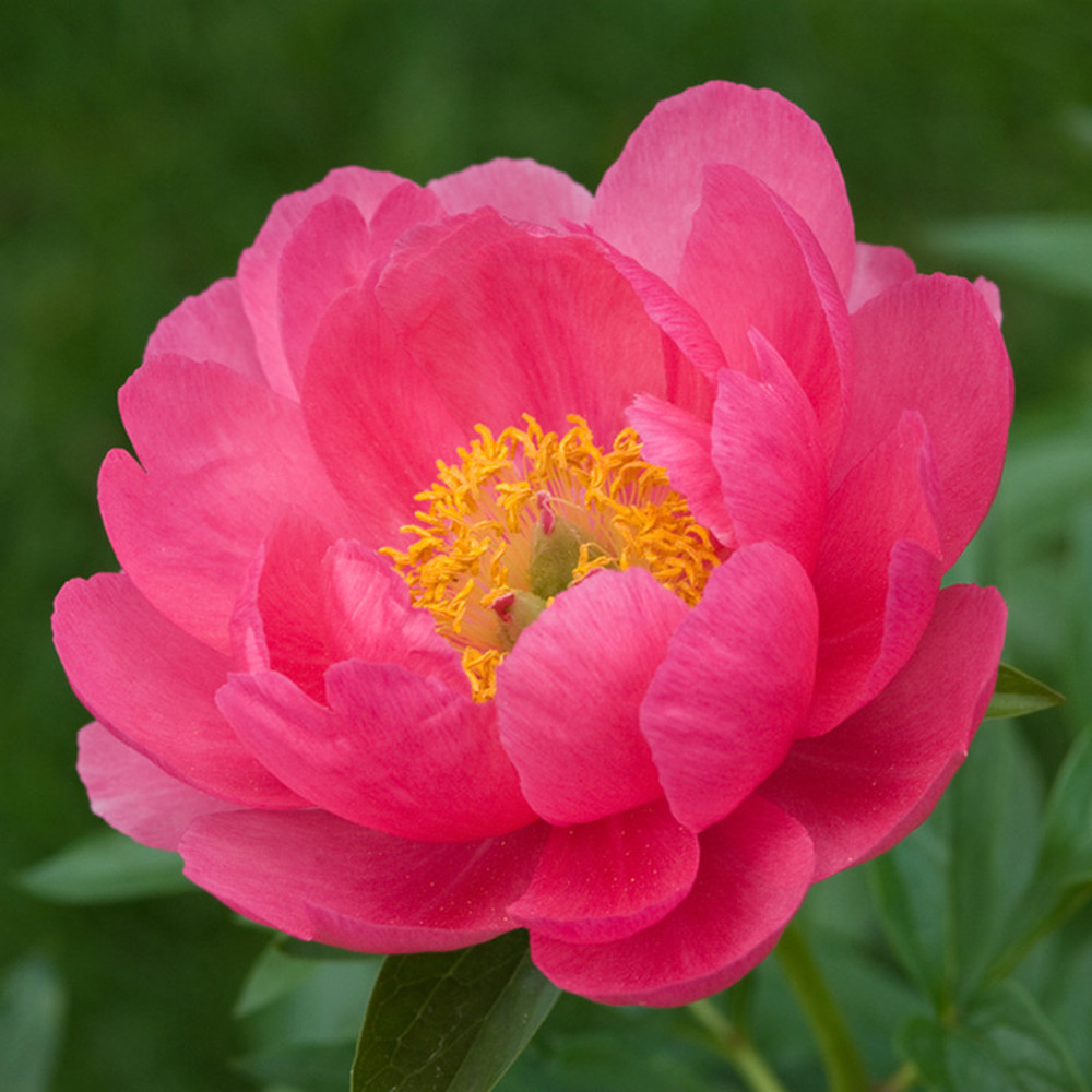 Peony Roots (Fall-Planted) - Cytherea