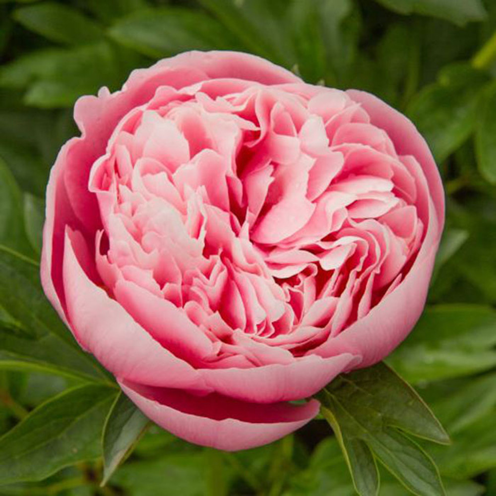 Peony Roots (Fall-Planted) - Etched Salmon