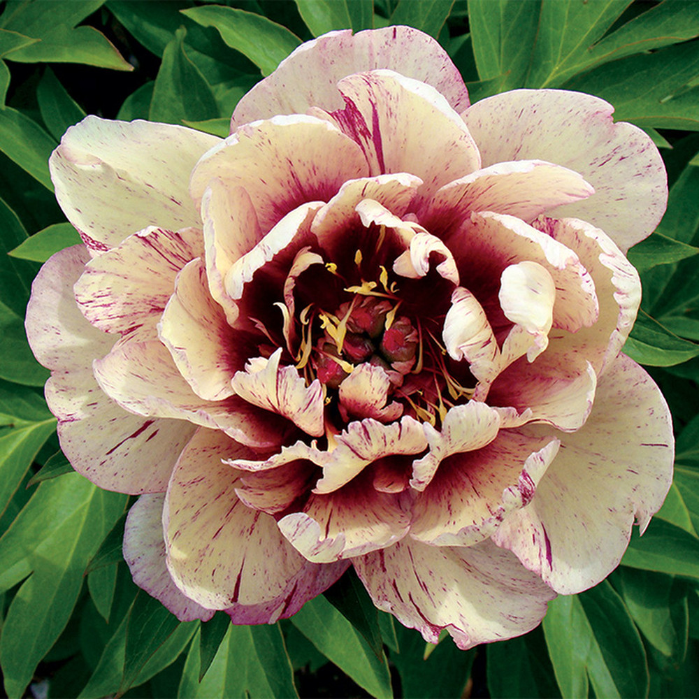 Peony Roots (Fall-Planted) - Itoh All That Jazz