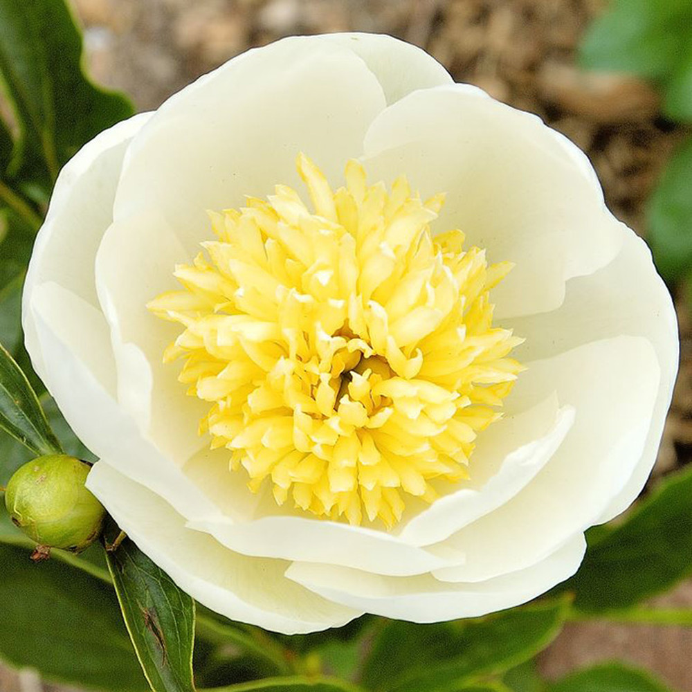 Peony Roots (Fall-Planted) - Jan Van Leeuwen
